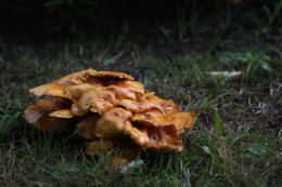 Gymnopilus ventricosus