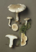 Clitopilus prunulus 2 Mushroom