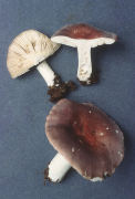 Russula brunneoviolacea Mushroom