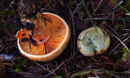 Lactarius deterrimus