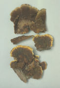 Inonotus radiatus6 Mushroom