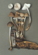 Mycena inclinata2 Mushroom