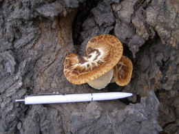 Polyporus squamosus 8