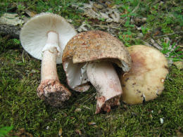 Amanita rubescens 6