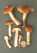 Cortinarius mucosus Mushroom