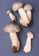 Tricholoma pardinum Mushroom