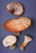 Ganoderma curtisii Mushroom