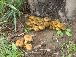 Armillaria mellea 001