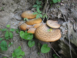 Polyporus squamosus 8