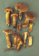 Cortinarius speciosissimus Mushroom
