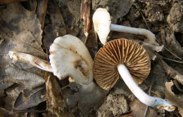 Hebeloma sacchariolens3