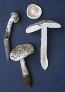 Amanita longipes2 Mushroom