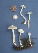 Inocybe geophylla Mushroom