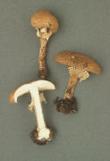 Lepiota aspera 3 Mushroom