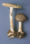 Amanita porphyria Mushroom