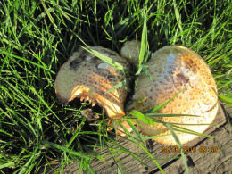 Lentinus lepideus