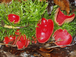 Sarcoscypha coccinea