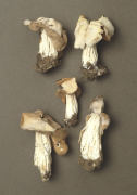 Helvella crispa3 Mushroom