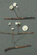 Marasmius epiphyllius Mushroom