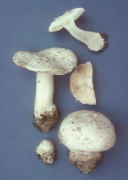 Amanita silvicola Mushroom