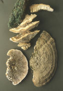 Daedalia quercina2 Mushroom