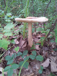 Amanita crocea4USA