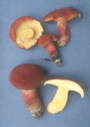 Boletus bicolor Mushroom