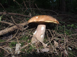 Cep Richard Scott