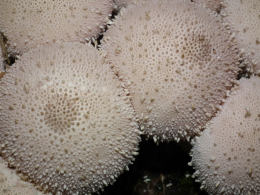 Lycoperdon perlatum