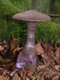 Cortinarius violaceus 2