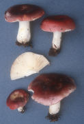 Russula krombholzii3 Mushroom