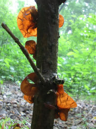 Auricularia auricula2