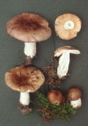 Russula nauseosa3 Mushroom