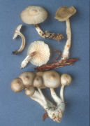 Mycena overholtzii Mushroom