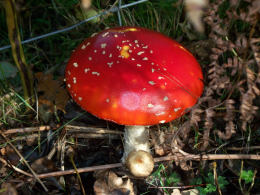 Amanita muscaria 26