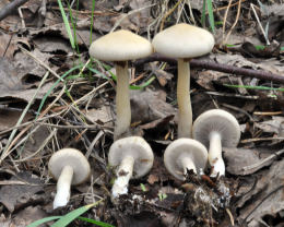 Agrocybe praecox2