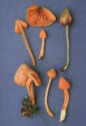 Entoloma salmoneum Mushroom