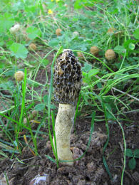 Phallus impudicus