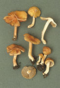 Inocybe godeyi2 Mushroom