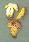 Aureoboletus cramesinus 2 Mushroom