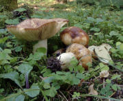 Russula subfoetens GK2 Mushroom