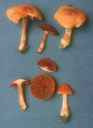 Cortinarius cinnabarinus Mushroom