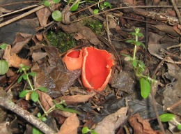 Sarcoscypha coccinea