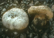 Boletus barrowsii Mushroom