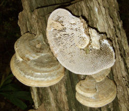 Daedalia quercina2