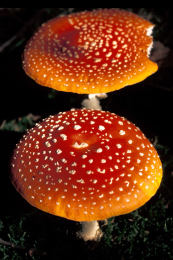 Amanita muscaria 26