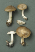 Lyophyllum decastes2 Mushroom