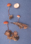 Marasmius sullivanti Mushroom