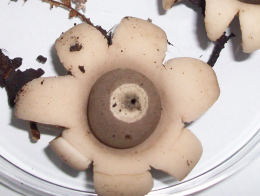 Geastrum saccatum2