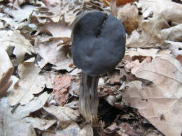 Helvella lacunosa 5
